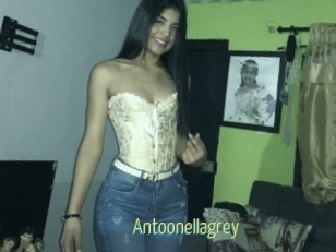 Antoonellagrey
