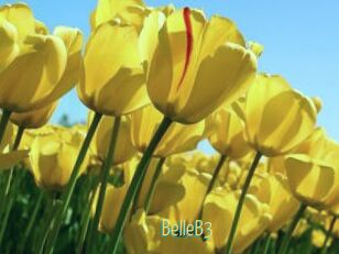 BelleB3