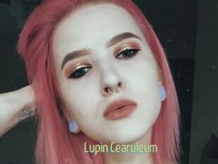 Lupin_Cearuleum