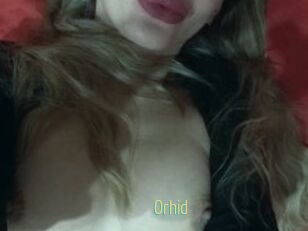 Orhid