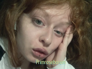 Primroseborom