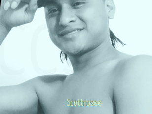 Scottrosee